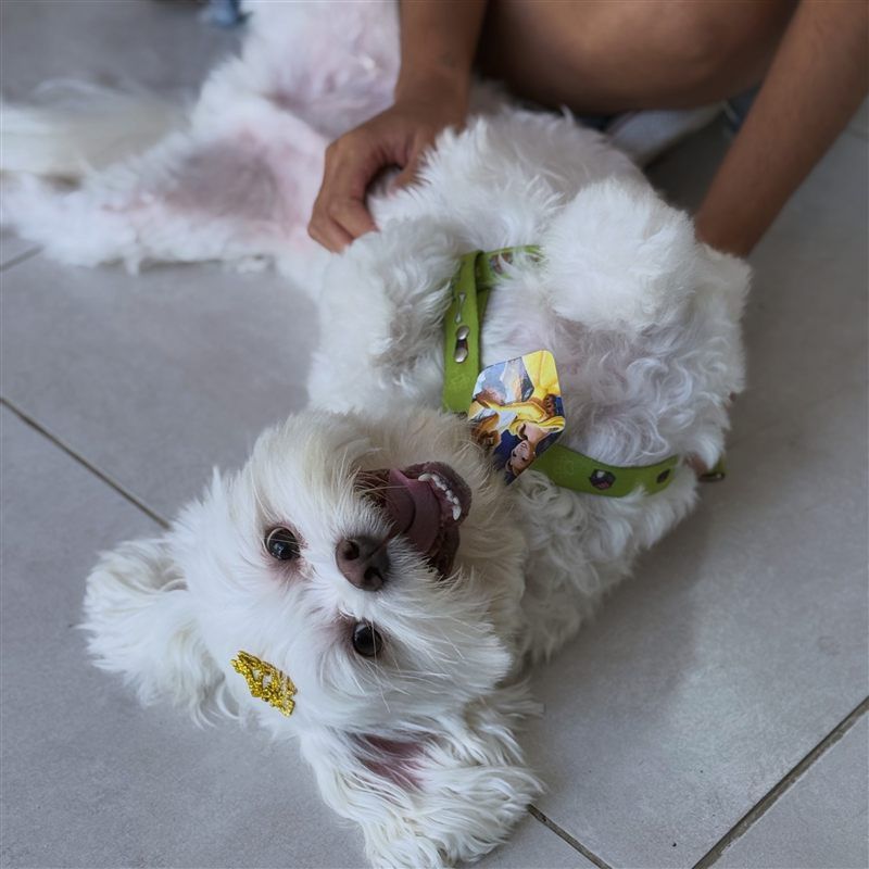Cachorrinho da PomPom Pet
